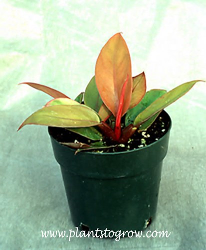 Philodendron Prince of Orange (Philodendron)
Small plant in a 4.5